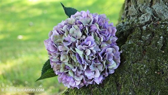 高清树干旁边绣球花鲜花图片