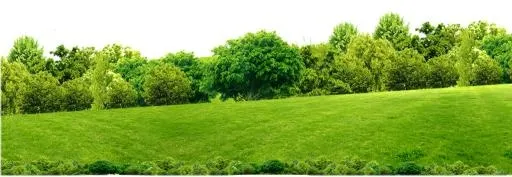 森林 PNG免抠(1280x444)