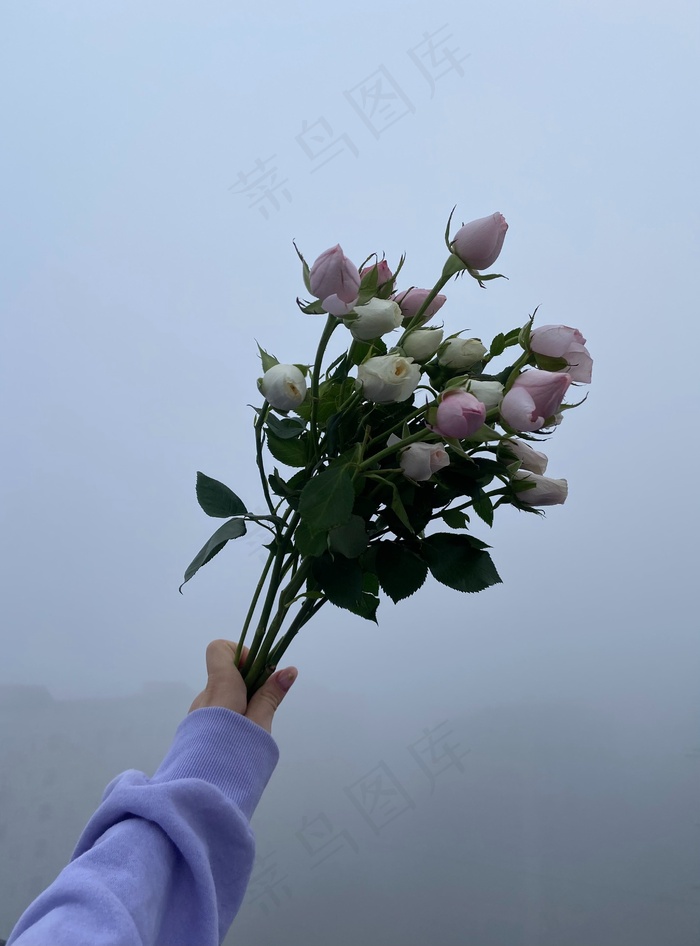 手持含苞待放玫瑰花图片