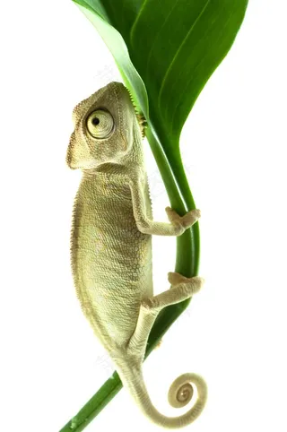 趴在树干上的变色龙动物