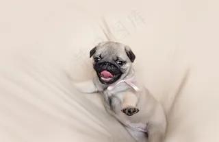 巴哥犬卖萌图片