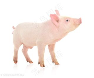 可爱小猪高清图片