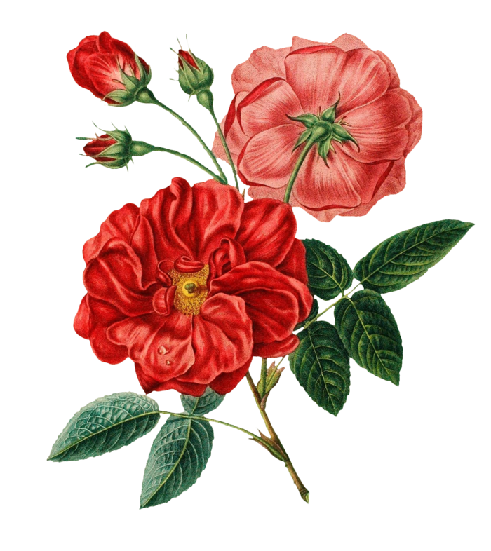 鲜花玫瑰免扣素材