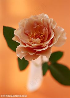 花卉物语-花瓶中漂亮的牡丹花