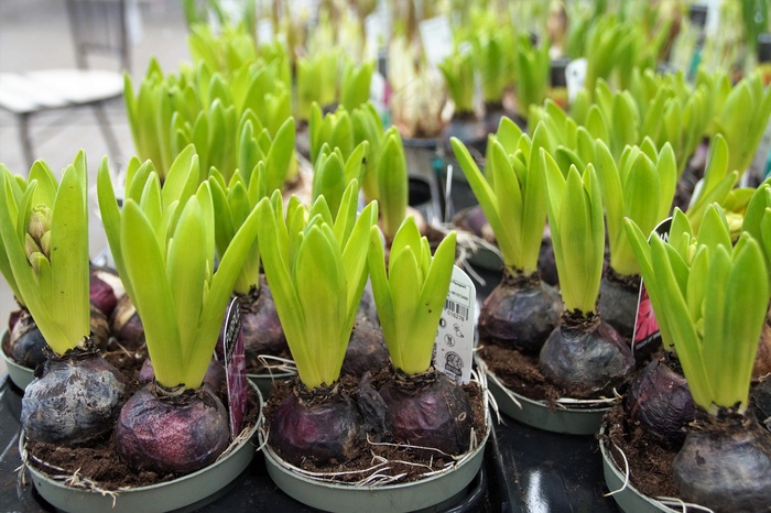 风信子幼苗图片