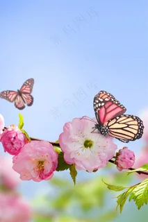 樱花蝴蝶鲜花图片 樱花蝴蝶鲜花图片