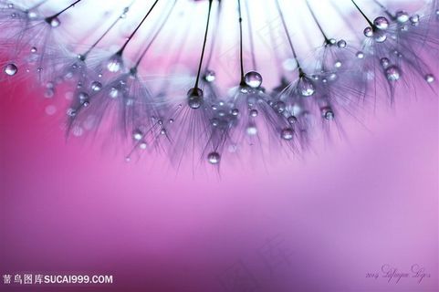 高清唯美沾满水珠蒲公英鲜花图片