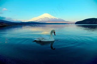 湖里美丽的天鹅景色