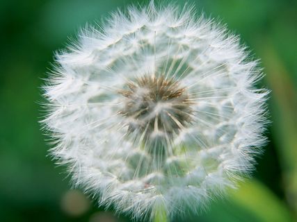 摄影图片景物风景 大气背景蒲公英