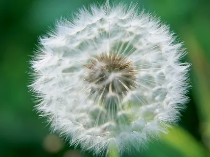 摄影图片景物风景 大气背景蒲公英