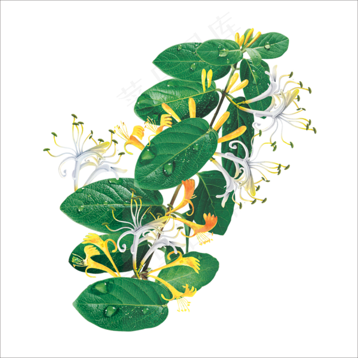 手绘草本中药药材