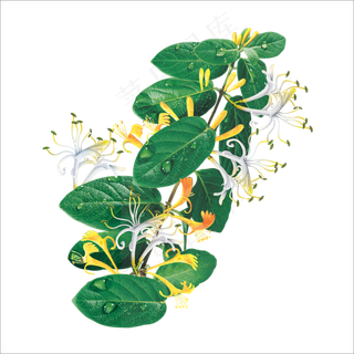 手绘草本中药药材