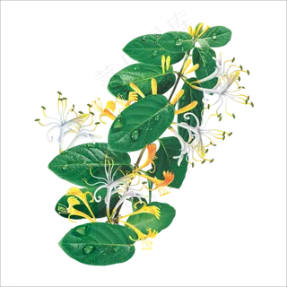 手绘草本中药药材