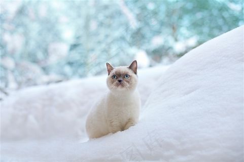 雪地上的波斯猫咪图片