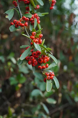 火棘果 -救军粮