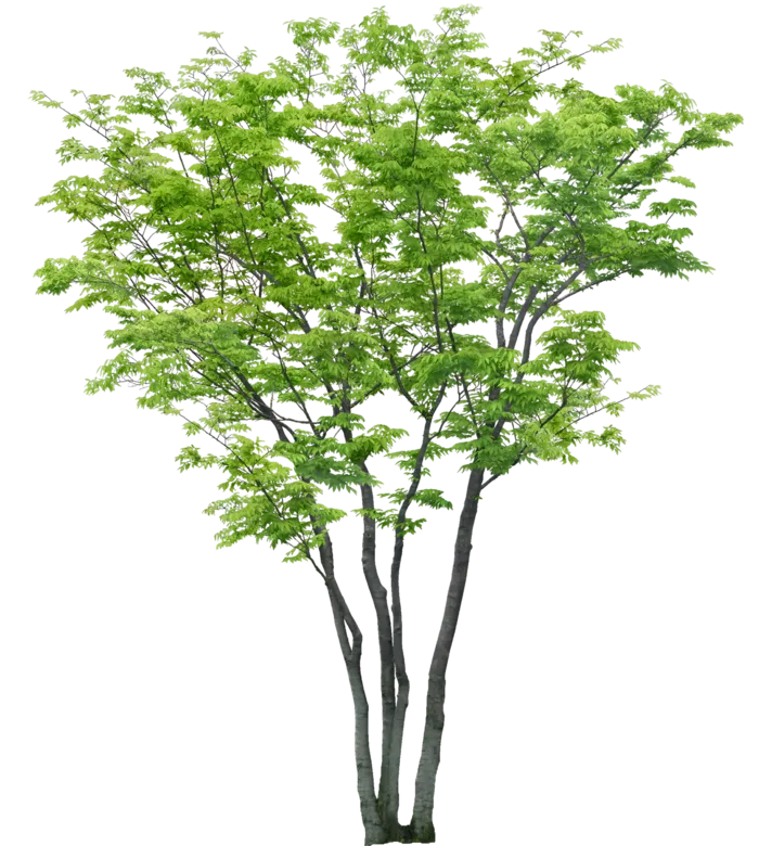 高清树木素材 免抠PSD植物素材 美术绘画园林贴图 树草灌木花草