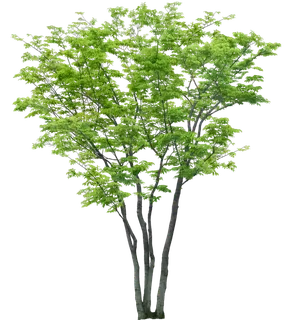 高清树木素材 免抠PSD植物素材 美术绘画园林贴图 树草灌木花草