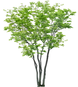 高清树木素材 免抠PSD植物素材 美术绘画园林贴图 树草灌木花草