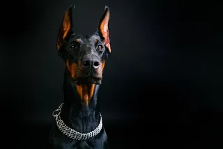 戴着不锈钢项圈的杜宾摄影