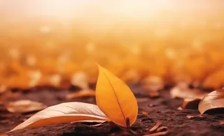 落叶棕黄色大气背景