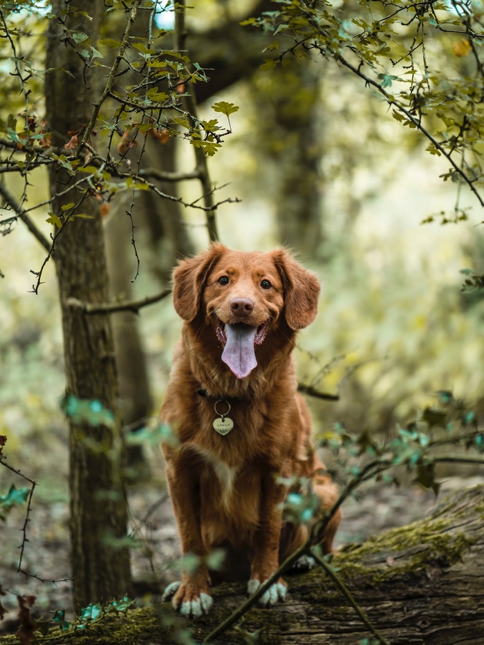 树林金毛犬图片