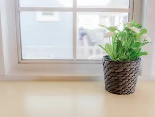 小清新窗台绿植特写近景场景(1)