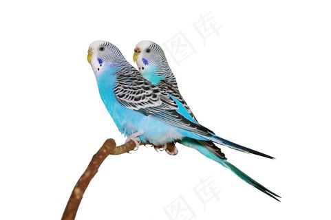 鹦鹉特写性感素材