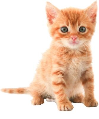 猫png图像,免费下载图片,小猫免抠(726x372)