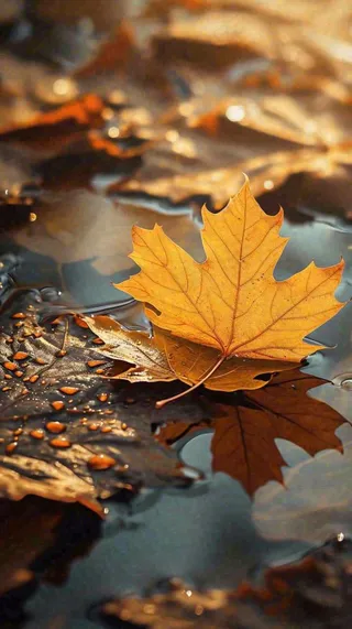 秋天黄色秋叶落叶雨天特写故事感，秋分立秋摄影图