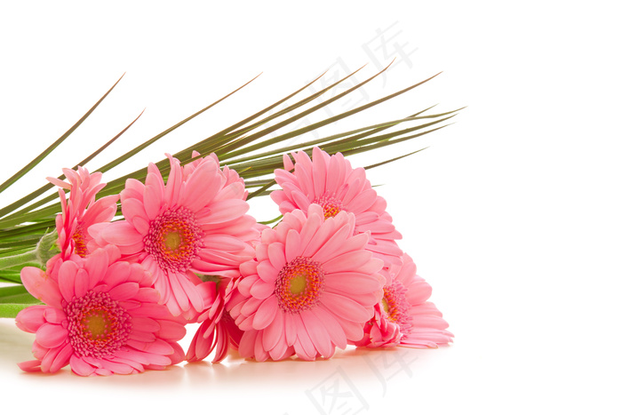 粉色唯美菊花图片