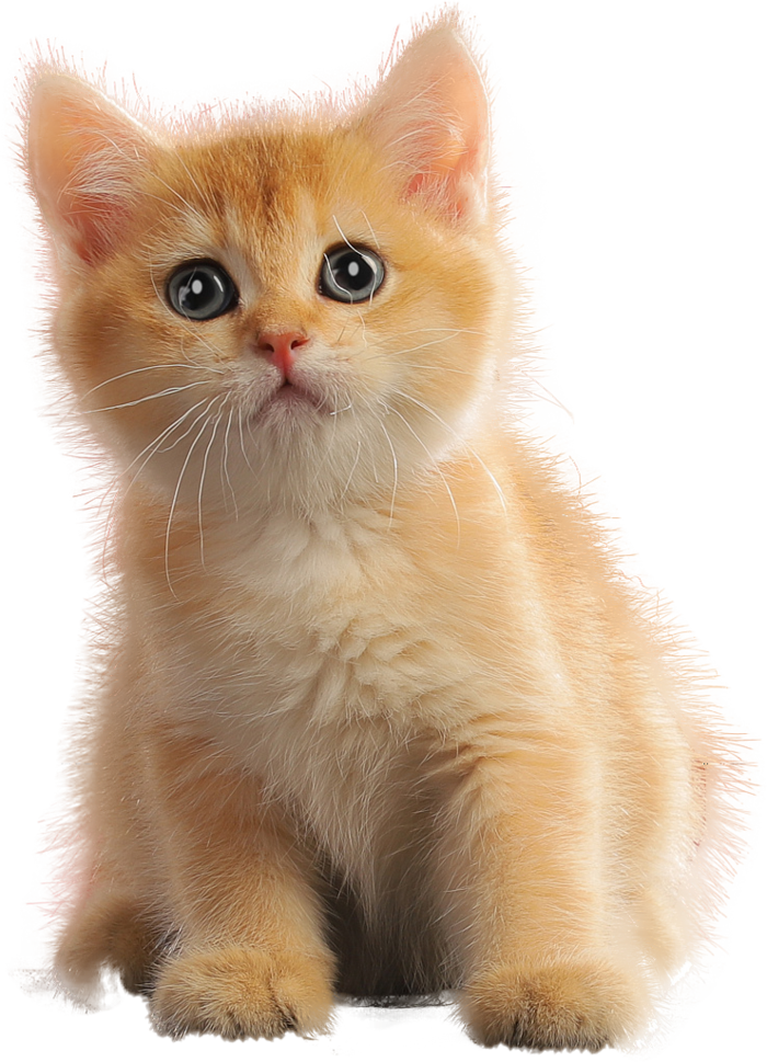 免扣素材实物猫咪摄影