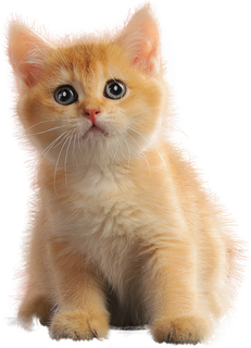 免扣素材实物猫咪摄影