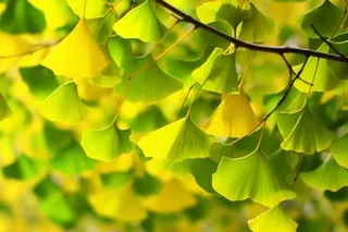 秋天银杏叶背景