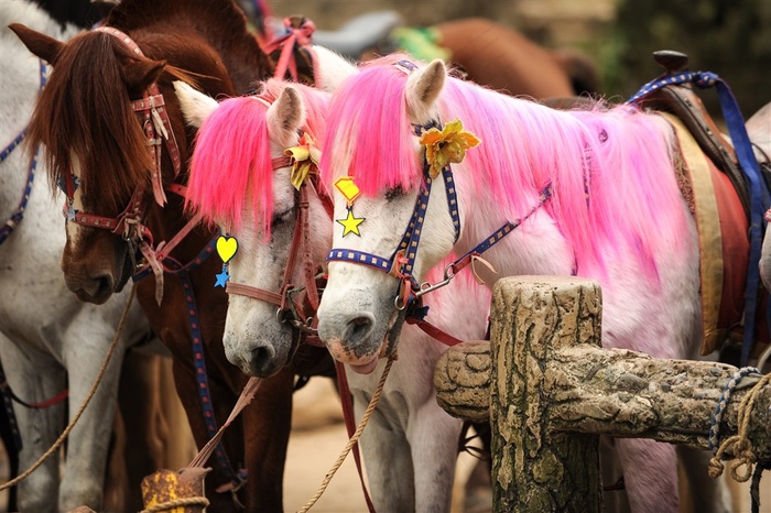 粉色鬃毛的马