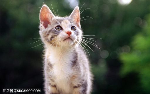 可爱猫咪-抬头仰望的小猫咪