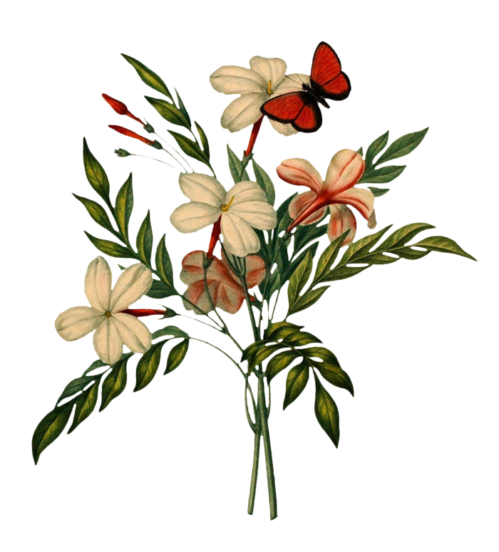 复古手绘植物花卉插画 免抠