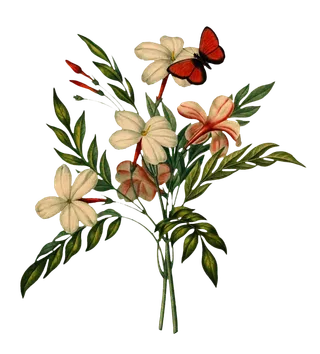 复古手绘植物花卉插画 免抠