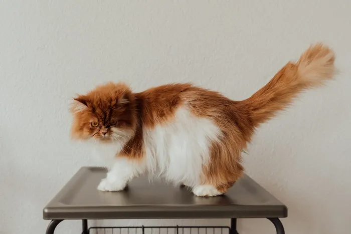 可爱猫咪猫猫摄影素材