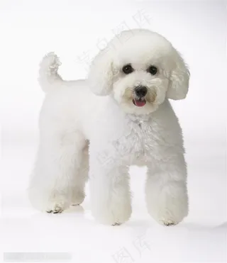 迷你犬-行走的可爱狗狗泰迪