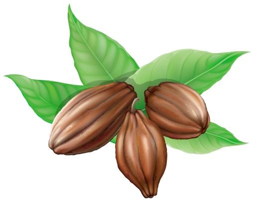 可可豆 PNG免抠