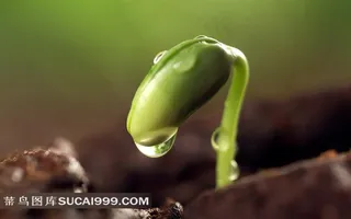 水滴的嫩芽