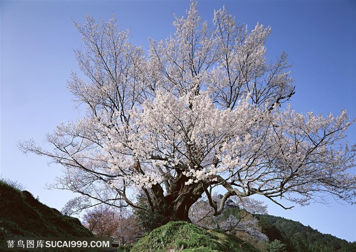 自然风景-仰视山坡上开满花朵的梨树