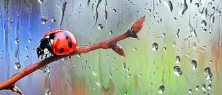 雨天雨水水珠上七星瓢虫动物爬行，彩色渐变摄影图