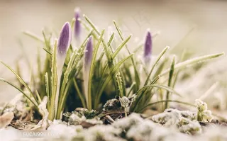 春日里含苞待放的花束