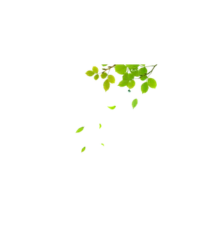 树叶 落叶 绿叶 叶子 PNG免扣素材 透明图 拷贝