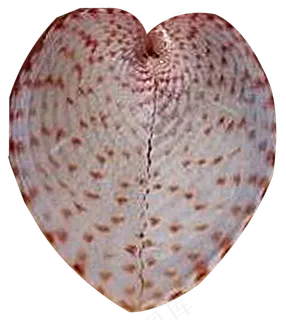 免抠相册元素七