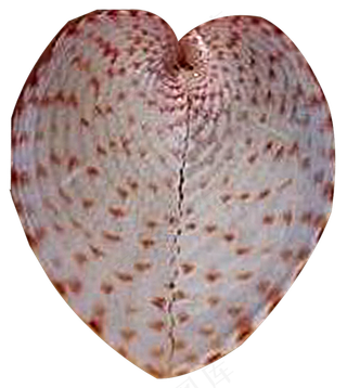 免抠相册元素七