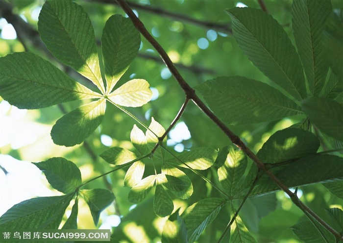树木树叶-仰视琵琶树叶