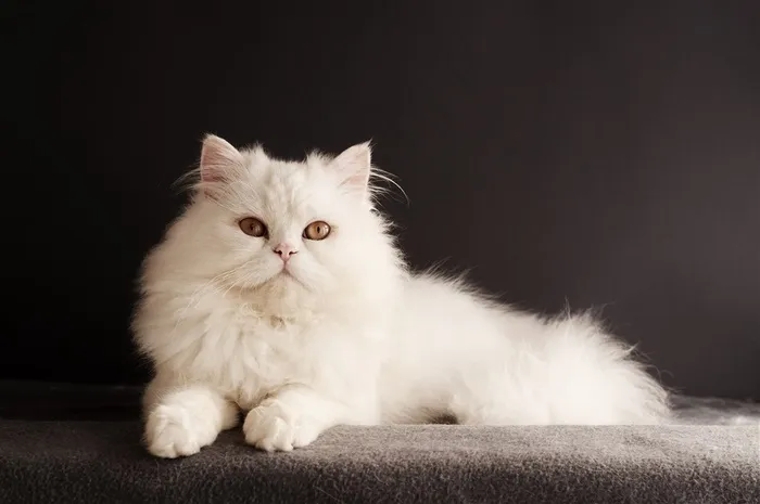 可爱的波斯猫