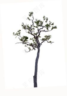 漂亮的景观树木下载